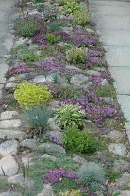parking strip with native plants and rocks