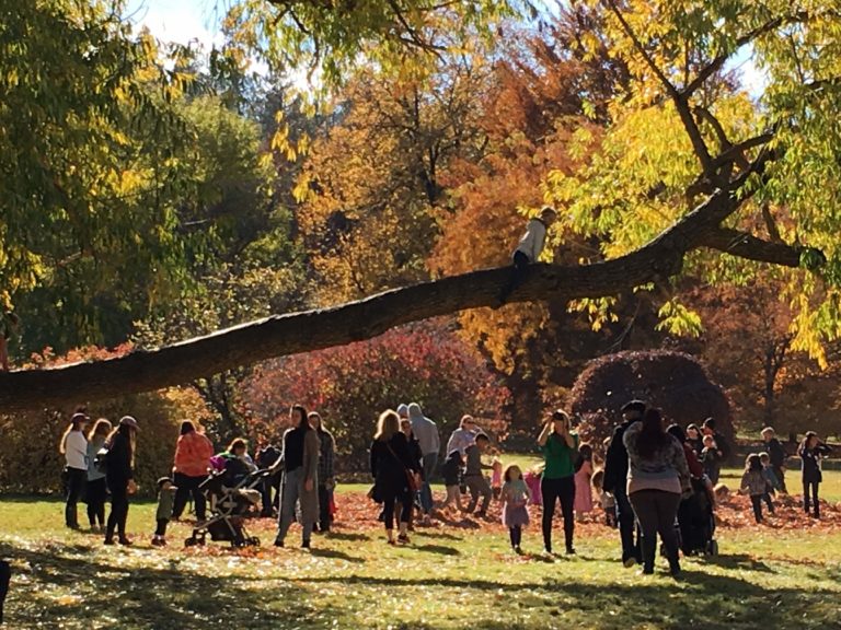 Fall Leaf Festival & Compost Fair 10/27/18